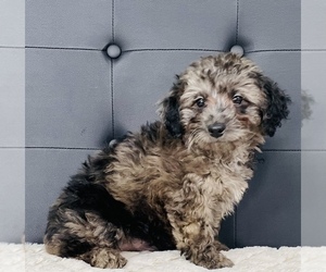 Goldendoodle-Poodle (Toy) Mix Puppy for sale in CINCINNATI, OH, USA