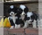 Small Photo #4 Aussiedoodle Miniature  Puppy For Sale in STRASBURG, PA, USA