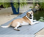 Small #5 Beagle Mix