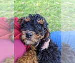 Small Photo #5 Bernedoodle (Miniature) Puppy For Sale in PLACERVILLE, CA, USA