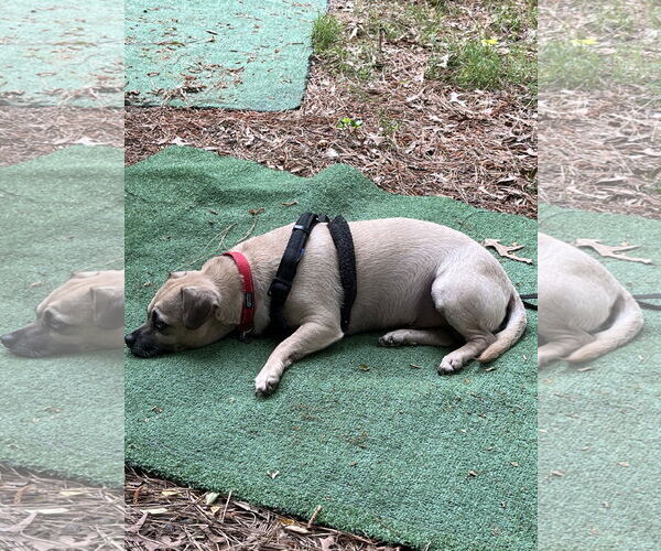 Medium Photo #10 Pug-Unknown Mix Puppy For Sale in Holly Springs, NC, USA