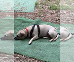 Small #9 Pug Mix