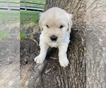 Small Photo #2 Golden Retriever Puppy For Sale in KETTLE FALLS, WA, USA