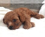 Puppy Puppy 3 Male Cavapoo