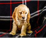 Small #6 Cocker Spaniel