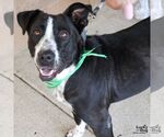Small #3 Labrador Retriever Mix