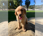 Small #17 Golden Retriever