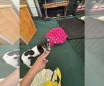 Small #3 Fox Terrier (Smooth)-Rat Terrier Mix