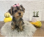 Small #1 Yorkshire Terrier