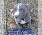 Small #8 American Pit Bull Terrier