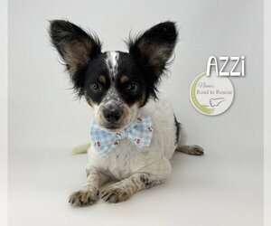 Papillon-Unknown Mix Dogs for adoption in Benton, LA, USA