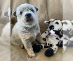 Small Photo #16 Australian Cattle Dog Puppy For Sale in MYRTLE BEACH, SC, USA