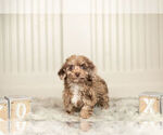 Small Photo #10 Poodle (Miniature) Puppy For Sale in WARSAW, IN, USA