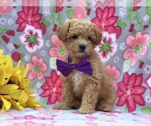 Bichpoo Puppy for sale in LANCASTER, PA, USA