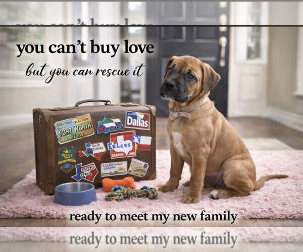 Medium Photo #8 Mutt Puppy For Sale in Euless, TX, USA