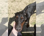 Small #1 Doberman Pinscher