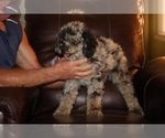 Small #9 Poodle (Miniature)