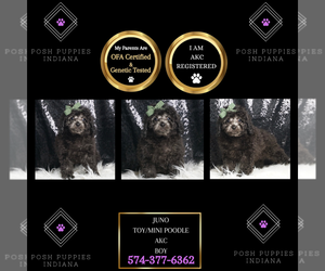 Poodle (Toy) Puppy for sale in WARSAW, IN, USA