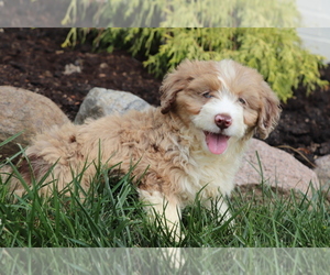 Aussiedoodle Puppy for sale in SHILOH, OH, USA
