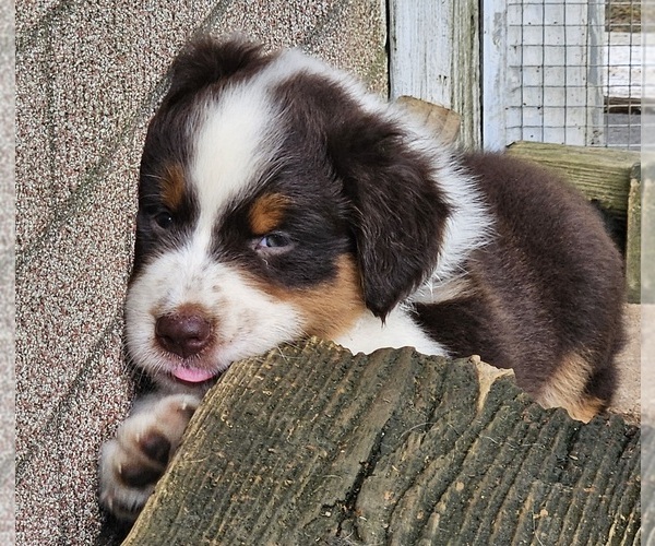 Medium Photo #8 Australian Shepherd Puppy For Sale in NELSON, VA, USA