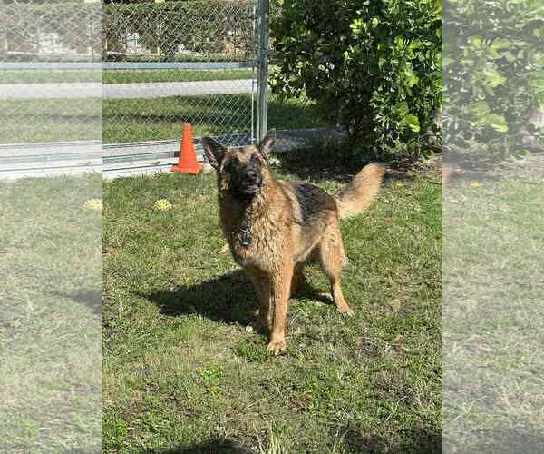 Medium Photo #4 German Shepherd Dog Puppy For Sale in Plantation, FL, USA
