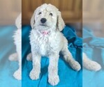Puppy Martha Stewart Goldendoodle