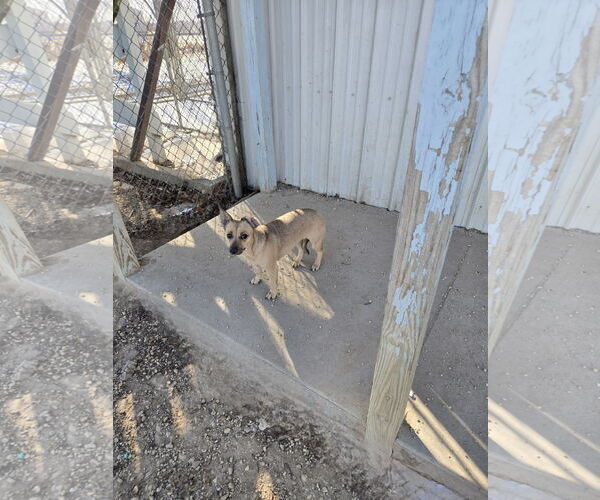 Medium Photo #1 Chiweenie Puppy For Sale in Maquoketa, IA, USA