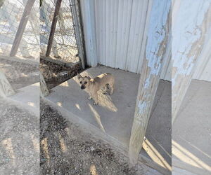 Chiweenie Dogs for adoption in Maquoketa, IA, USA