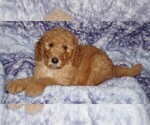 Small #2 Labradoodle