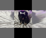 Puppy Mercedes Pomeranian
