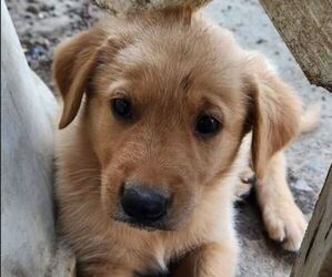 German Shepherd Dog-Golden Retriever Mix Puppy for sale in MODESTO, CA, USA