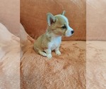 Small Photo #24 Pembroke Welsh Corgi Puppy For Sale in SHILOH, OH, USA
