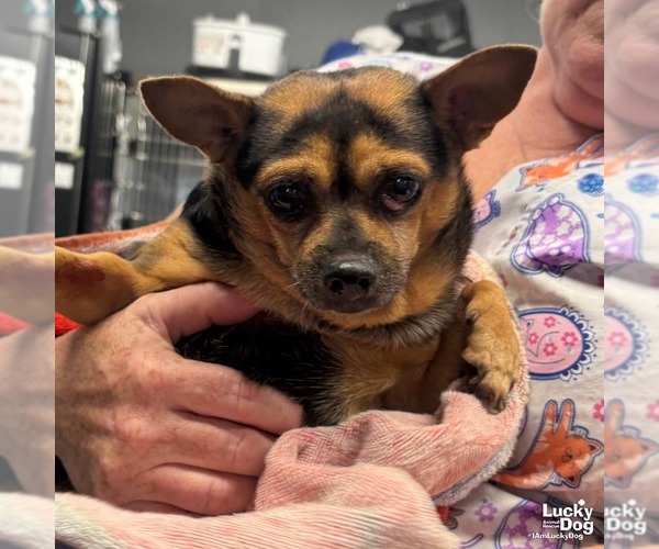 Medium Photo #2 Chihuahua-Unknown Mix Puppy For Sale in Washington, DC, USA