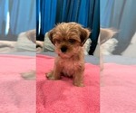 Small Photo #6 Shorkie Tzu Puppy For Sale in VAN NUYS, CA, USA