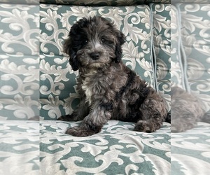 Cockapoo Puppy for sale in INDIANAPOLIS, IN, USA