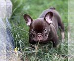 Puppy Reese French Bulldog