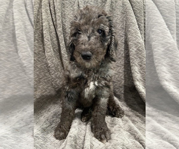 Medium Photo #6 Goldendoodle Puppy For Sale in CENTURIA, WI, USA