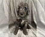 Small Photo #6 Goldendoodle Puppy For Sale in CENTURIA, WI, USA