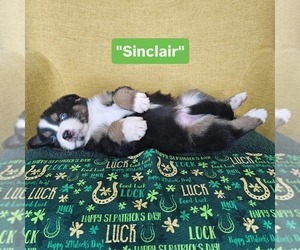 Australian Shepherd Puppy for sale in PHOENIX, AZ, USA