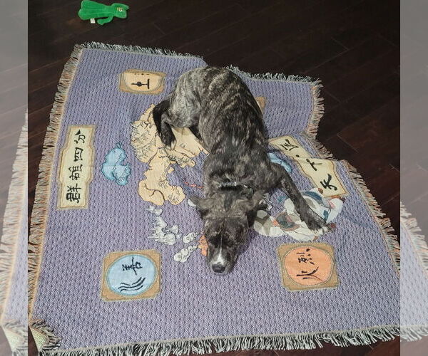 Medium Photo #4 Mutt Puppy For Sale in Philadelphia, PA, USA