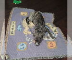Small #3 Mutt