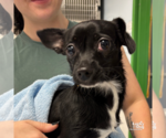 Small #2 Chihuahua Mix