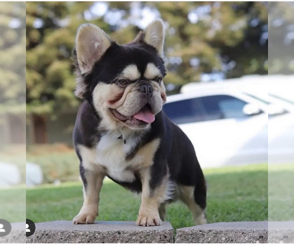 Medium Photo #7 French Bulldog Puppy For Sale in LOMPOC, CA, USA