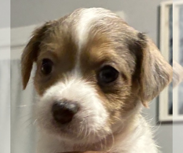 Medium Photo #21 German Hunting Terrier-Lowchen Mix Puppy For Sale in HENRICO, VA, USA