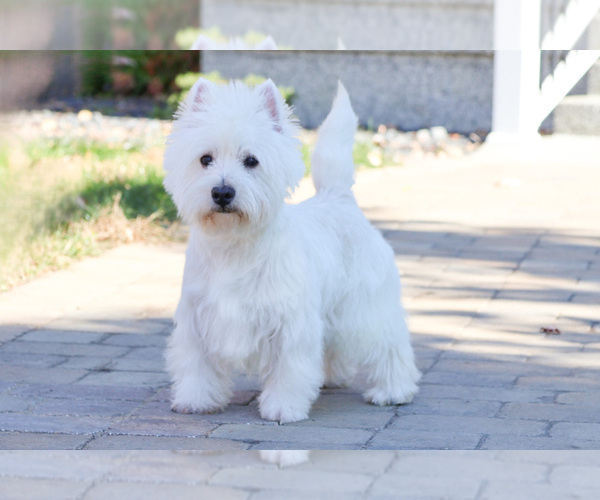 Medium Photo #1 West Highland White Terrier Puppy For Sale in SYRACUSE, IN, USA