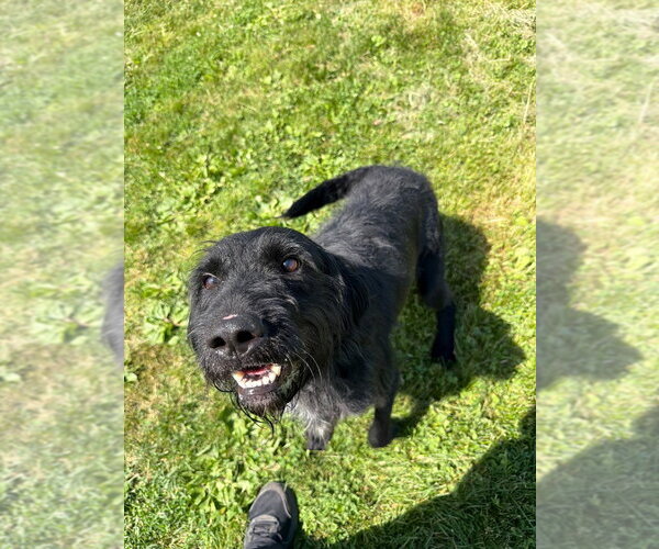 Medium Photo #2 Mutt Puppy For Sale in Pierceton , IN, USA