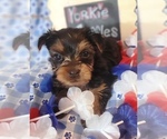 Small #2 Yorkshire Terrier
