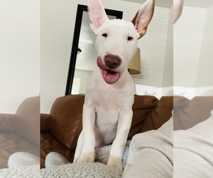 Miniature Bull Terrier Puppy for sale in LOMPOC, CA, USA
