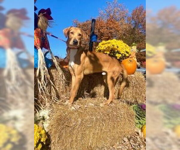 Medium Photo #2 Catahoula Leopard Dog-Coonhound Mix Puppy For Sale in Bridgewater, NJ, USA