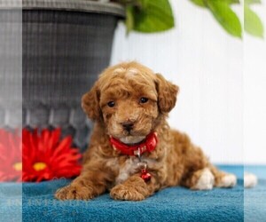 Poodle (Toy) Puppy for sale in EAST EARL, PA, USA